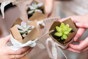 Small alpine plants wrapped in brown paper used as wedding favours