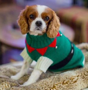 Picture of a white and brown spaniel dog in a sitting position, wearing a Christmas jumper. 